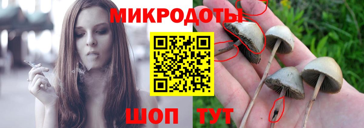 Галлюциногенные грибы Psilocybe  Вход с VPN  Лесной 